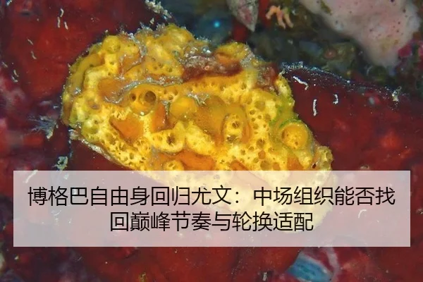 bo-ge-ba-zi-you-shen-hui-gui-you-wen-zhong-chang-zu-zhi-neng-fou-zhao-hui-dian-feng-jie-zou-yu-lun-huan-shi-pei-3-411.jpg